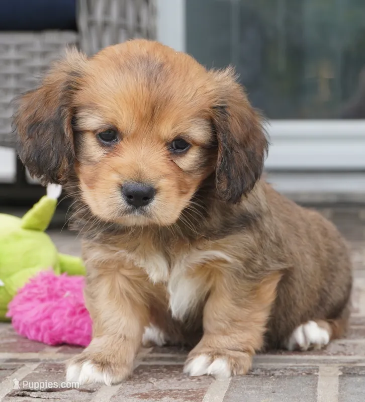 Sierra-Cavacorgi – Pembroke Welsh Corgi, Cavalier King Charles Spaniel puppy for sale in Moravia, IA
