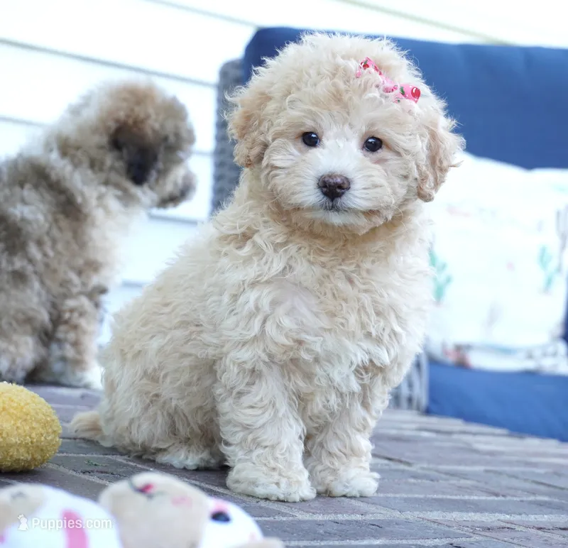 Stef – Poodle - Miniature  puppy for sale in Moravia, IA