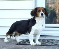 Paul, a male Pembroke Welsh Corgi and Cavalier King Charles Spaniel for sale in Moravia, IA – 2 of 10