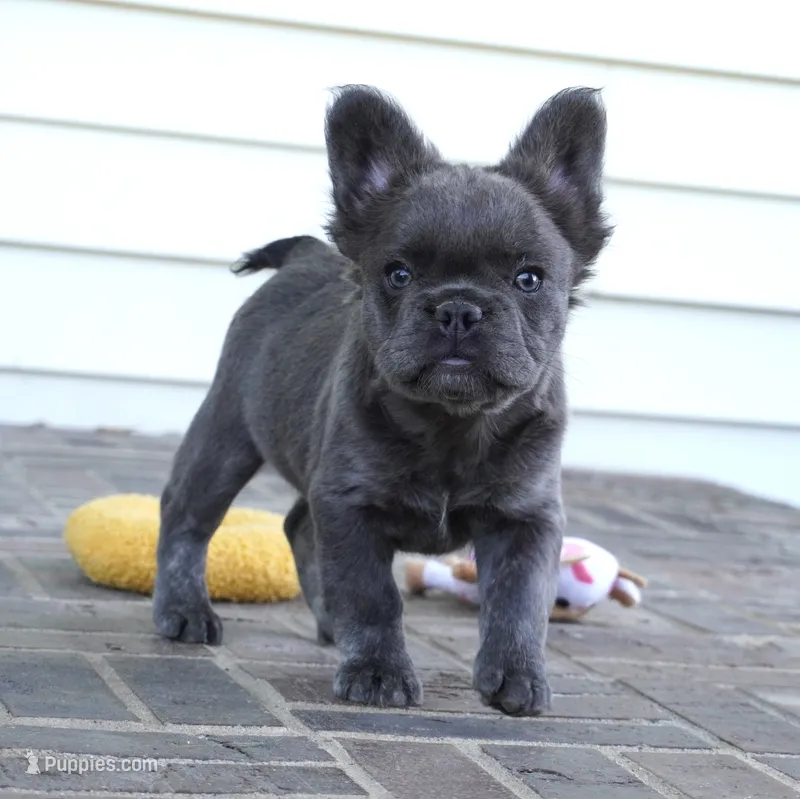 Rori-Fluffy AKC – French Bulldog puppy for sale in Moravia, IA