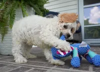 Theo, a male Cavapoo for sale in Moravia, IA – 1 of 9