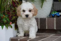 Theo, a male Cavapoo for sale in Moravia, IA – 5 of 5
