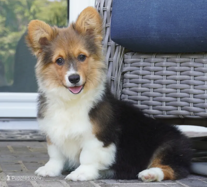 Clyde-AKC Fluffy – Pembroke Welsh Corgi puppy for sale in Moravia, IA