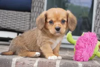 Sawyer-Cavacorgi, a female Pembroke Welsh Corgi and Cavalier King Charles Spaniel for sale in Moravia, IA – 4 of 4