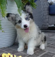 Danni Girl-fluffy, a female Pembroke Welsh Corgi for sale in Moravia, IA – 1 of 10