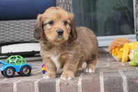 Simon-Cavacorgi, a male Pembroke Welsh Corgi and Cavalier King Charles Spaniel for sale in Moravia, IA – 4 of 5