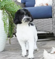 Blitzen, a male Poodle - Toy  for sale in Moravia, IA – 6 of 6
