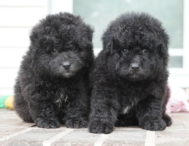 Porky-Mini F1b – Sheepadoodle puppy for sale in Moravia, IA