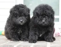 Porky-Mini F1b, a male Sheepadoodle for sale in Moravia, IA – 1 of 2