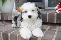 Bridger, a male Miniature Aussiedoodle for sale in Moravia, IA – 5 of 9