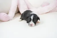 Gerty-AKC, a female Pembroke Welsh Corgi for sale in Moravia, IA – Photo 1 of 3