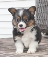 Gerty-AKC, a female Pembroke Welsh Corgi for sale in Moravia, IA – 2 of 9