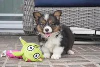 Gerty-AKC, a female Pembroke Welsh Corgi for sale in Moravia, IA – 9 of 9