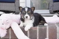 Gerty-AKC, a female Pembroke Welsh Corgi for sale in Moravia, IA – Photo 2 of 5