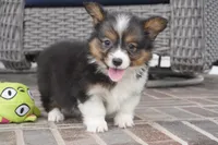 Gerty-AKC, a female Pembroke Welsh Corgi for sale in Moravia, IA – 6 of 9