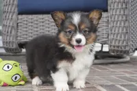 Gerty-AKC, a female Pembroke Welsh Corgi for sale in Moravia, IA – 7 of 9