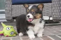 Gerty-AKC, a female Pembroke Welsh Corgi for sale in Moravia, IA – 8 of 9
