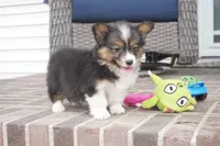 Gerty-AKC, a female Pembroke Welsh Corgi for sale in Moravia, IA – 5 of 9
