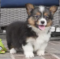 Gerty-AKC, a female Pembroke Welsh Corgi for sale in Moravia, IA – 4 of 9