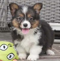 Gerty-AKC, a female Pembroke Welsh Corgi for sale in Moravia, IA – 3 of 9