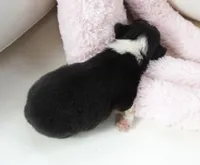 Gerty-AKC, a female Pembroke Welsh Corgi for sale in Moravia, IA – Photo 3 of 3