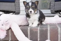 Gerty-AKC, a female Pembroke Welsh Corgi for sale in Moravia, IA – Photo 1 of 5