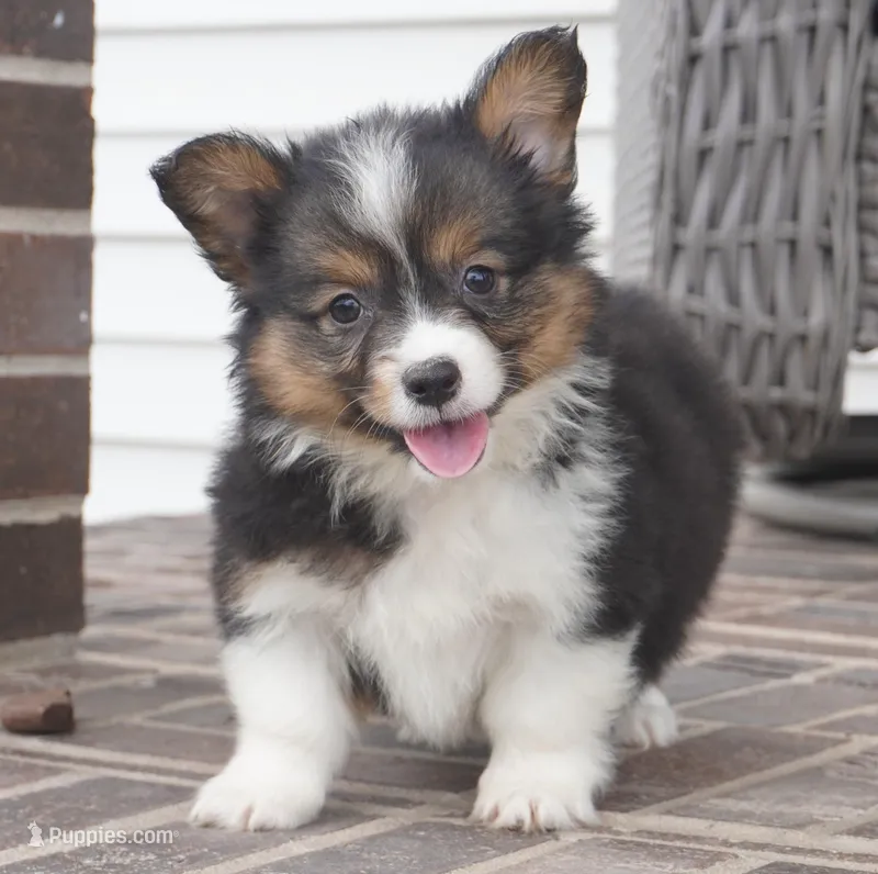 Gerty-AKC – Pembroke Welsh Corgi puppy for sale in Moravia, IA