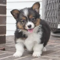 Gerty-AKC, a female Pembroke Welsh Corgi for sale in Moravia, IA – 1 of 9
