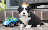 Cojo-Corgipoo, a male Pembroke Welsh Corgi and Poodle - Toy  for sale in Moravia, IA – 1 of 4