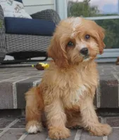 Tiago, a female Cavapoo for sale in Moravia, IA – 3 of 4