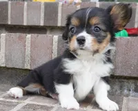 Poppy, a female Pembroke Welsh Corgi and Cavalier King Charles Spaniel for sale in Moravia, IA – 4 of 8