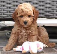 Magnolia, a female Poodle - Toy  for sale in Moravia, IA – 2 of 3