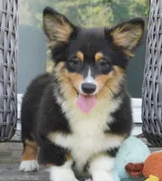 Cyrus-Fluffy AKC, a male Pembroke Welsh Corgi for sale in Moravia, IA – 5 of 10