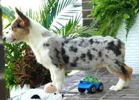 Dawson, a male Pembroke Welsh Corgi for sale in Moravia, IA – 3 of 9