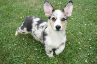 Decklin, a male Pembroke Welsh Corgi for sale in Moravia, IA – 1 of 8