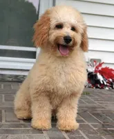 Marccen, a male Poodle - Toy  for sale in Moravia, IA – 1 of 10