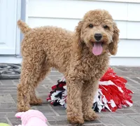 Eli, a male Poodle - Toy  for sale in Moravia, IA – 2 of 8