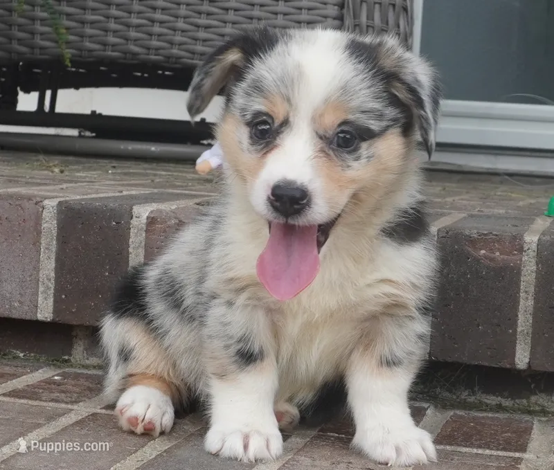 Decklin – Pembroke Welsh Corgi puppy for sale in Moravia, IA