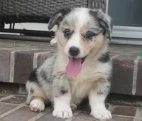Decklin, a male Pembroke Welsh Corgi for sale in Moravia, IA – 1 of 4