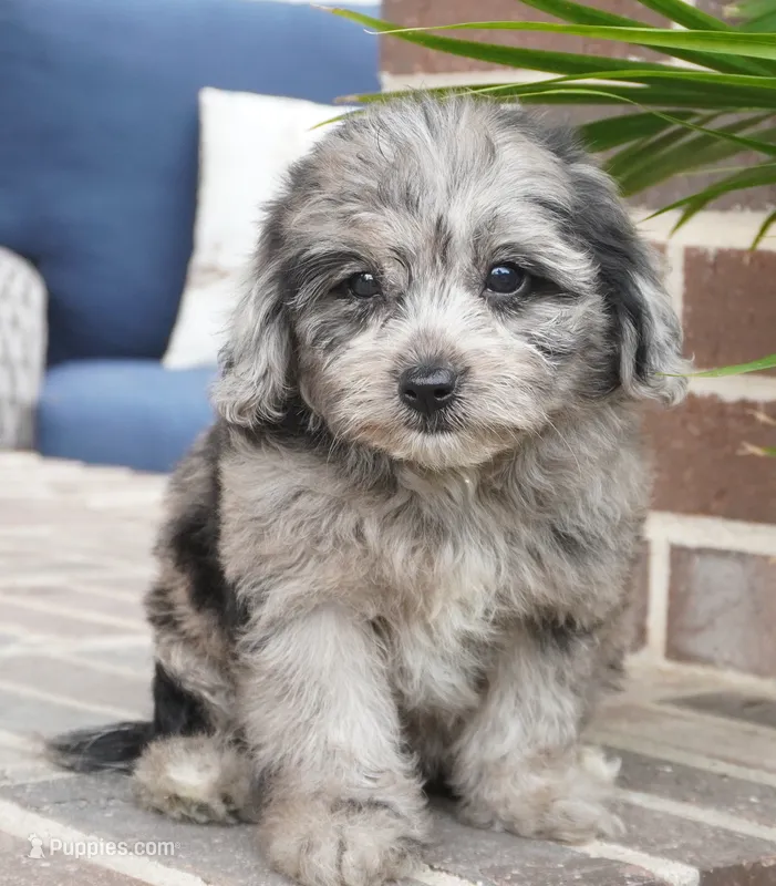 Trixie – Cavapoo puppy for sale in Moravia, IA