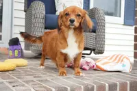 Spencer-Cavacorgi, a male Pembroke Welsh Corgi and Cavalier King Charles Spaniel for sale in Moravia, IA – 2 of 4