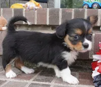 Poppy, a female Pembroke Welsh Corgi and Cavalier King Charles Spaniel for sale in Moravia, IA – 3 of 8