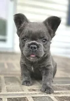Rori-Fluffy AKC, a female French Bulldog for sale in Moravia, IA – 6 of 6