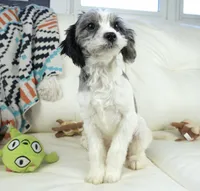 kiwi-F1b Cavapoos, a female Cavapoo for sale in Moravia, IA – Photo 4 of 7
