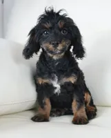 kiwi-F1b Cavapoos, a female Cavapoo for sale in Moravia, IA – Photo 7 of 7