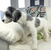 kiwi-F1b Cavapoos, a female Cavapoo for sale in Moravia, IA – Photo 3 of 7