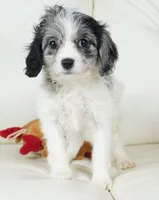 kiwi-F1b Cavapoos, a female Cavapoo for sale in Moravia, IA – Photo 6 of 7