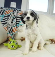 kiwi-F1b Cavapoos, a female Cavapoo for sale in Moravia, IA – Photo 2 of 7