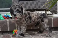 Malia, a female Poodle - Toy  for sale in Moravia, IA – 5 of 6