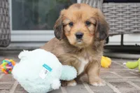 Simon-Cavacorgi, a male Pembroke Welsh Corgi and Cavalier King Charles Spaniel for sale in Moravia, IA – 5 of 5